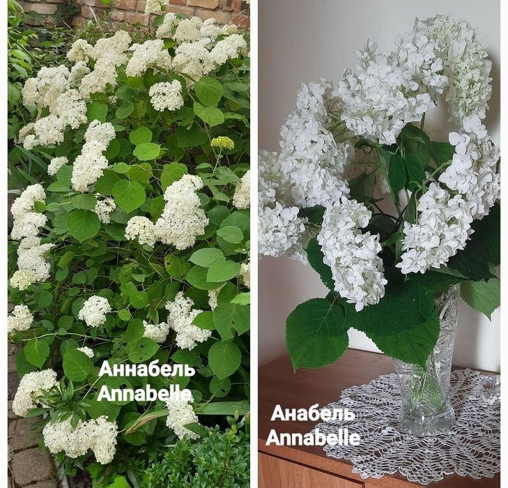 Садженці 2-х річні гортензії Анабель (Annabelle).