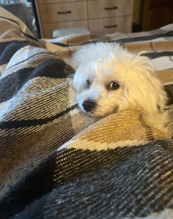 Ніжний кавалер породи болонка готовий до вʼязки!