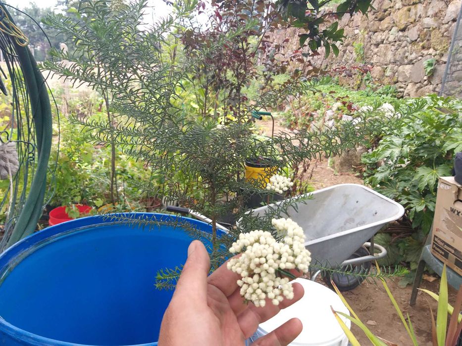 Árvore Flor de Arroz (Ozothamnus Copa)