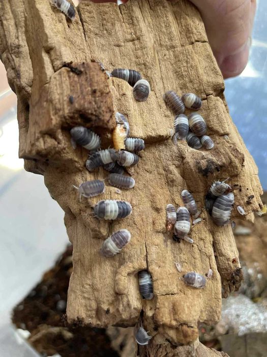 Isopody Cubaris sp panda king