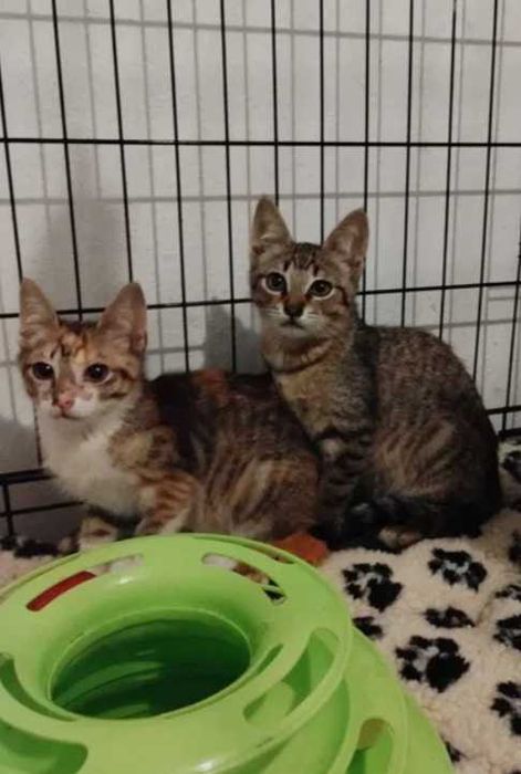 Gatos bebes para adoção responsável