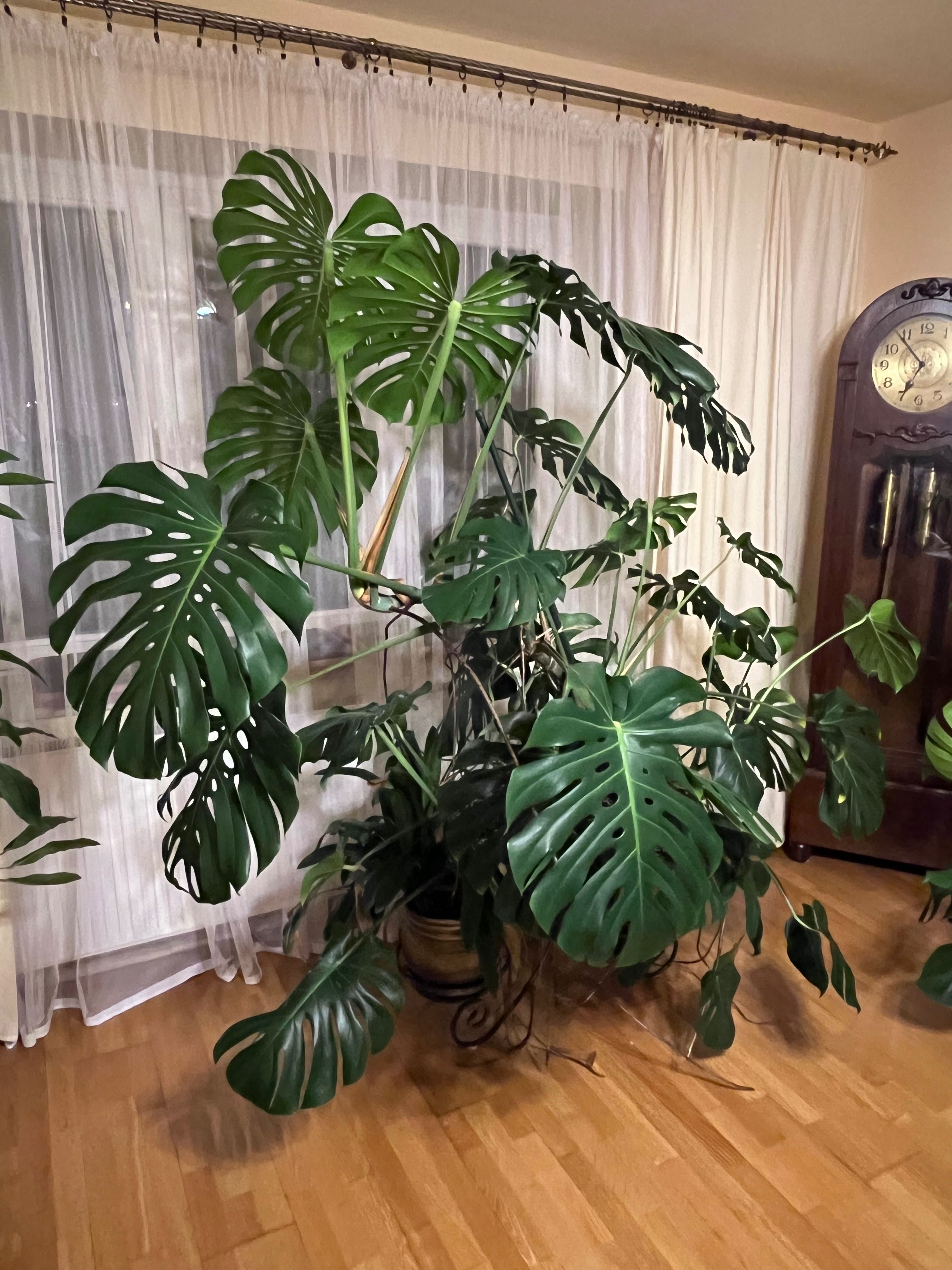 Monstera ok 200 cm wysokosci.