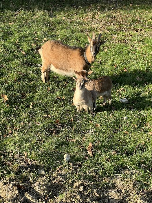 Koza miniaturka z mlodymi