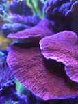 Monitora talerzowa czerwona coral koral sps