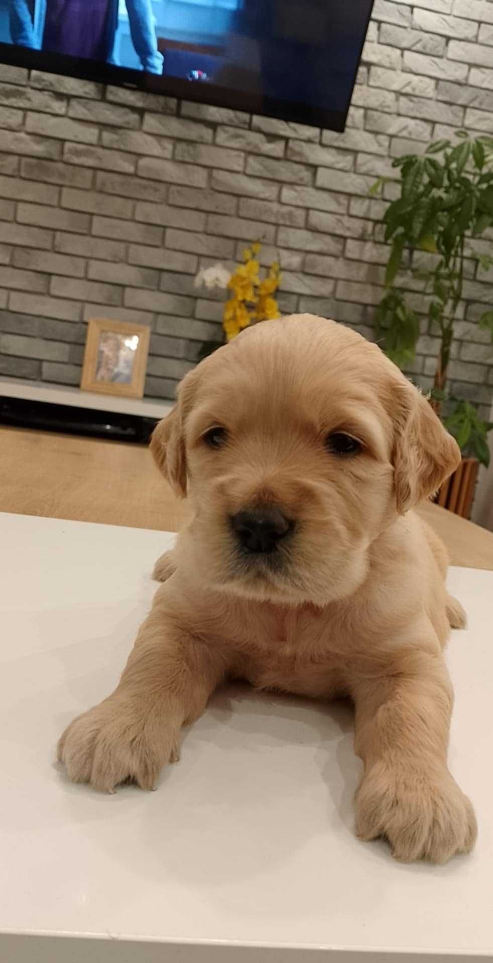 Szczeniak rasy Golden Retriever