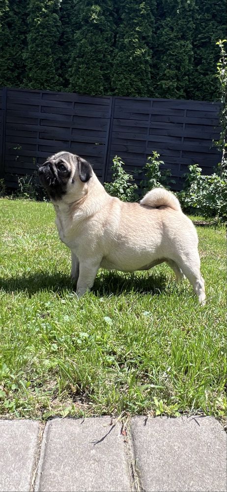 Mops Szczenie ZKwP FCI rodowod