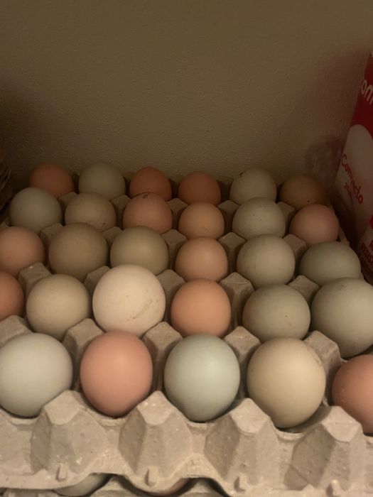 Ovos galados e pintos