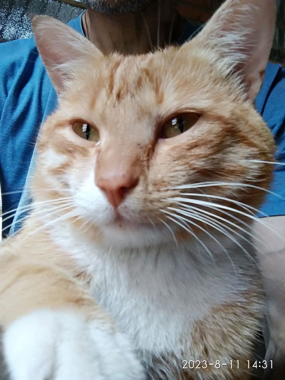Шукаю свого котика