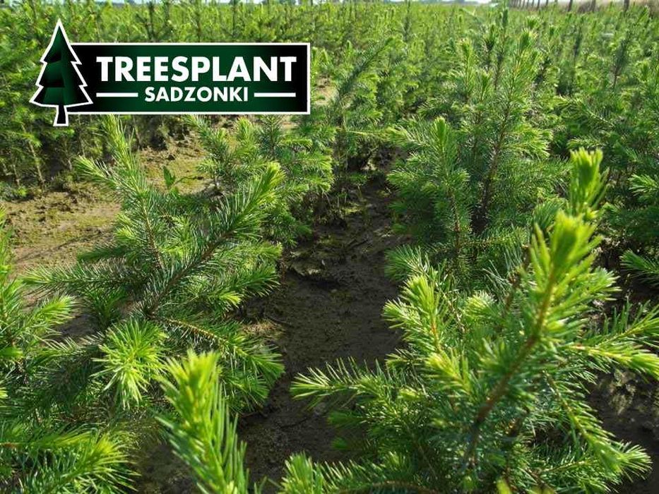 OPOLE Sadzonki Świerk Serbski Omorica 2/1 / jodła kaukaska srebrny
