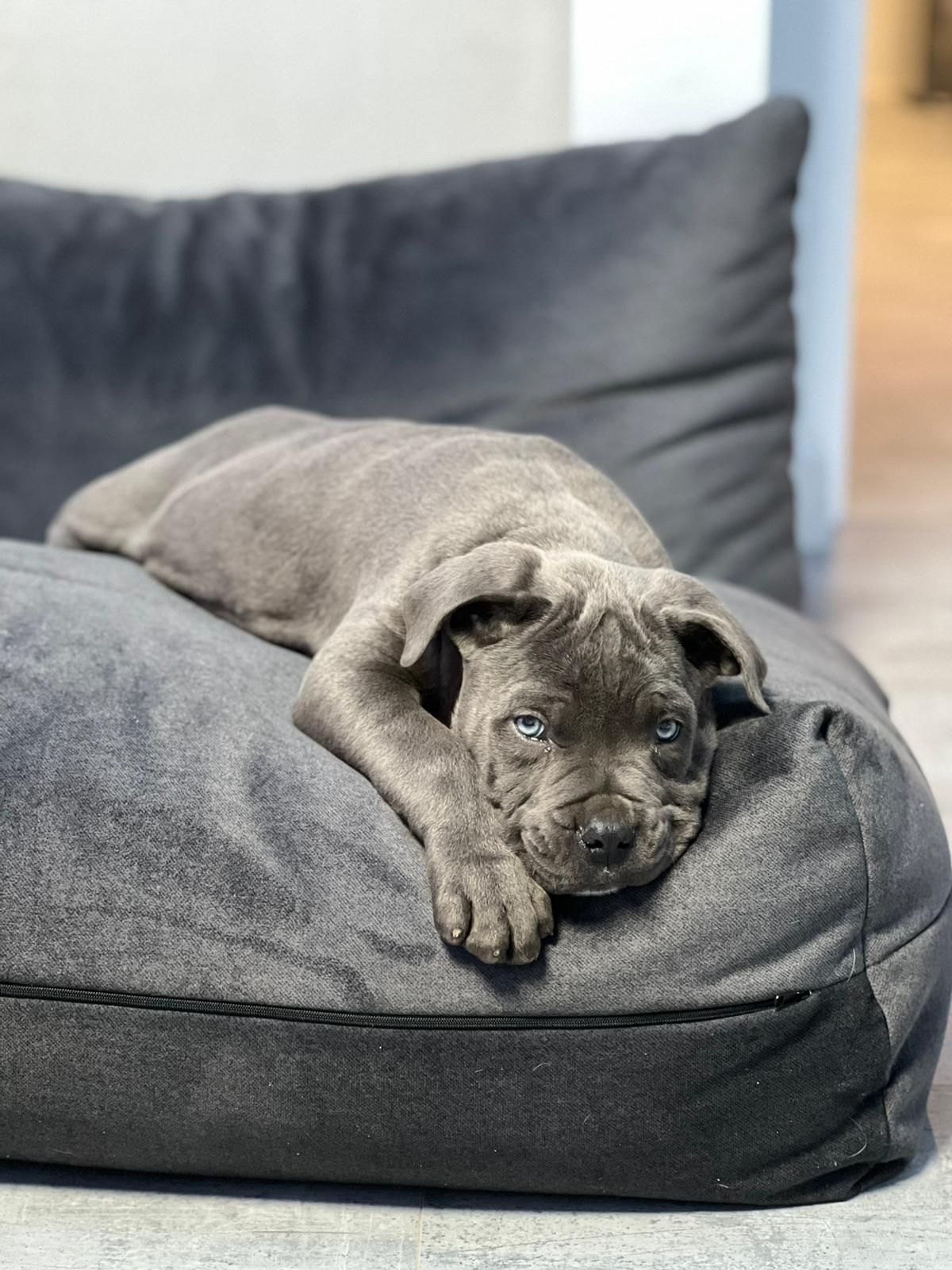 Cane Corso Suczka Wzorowa