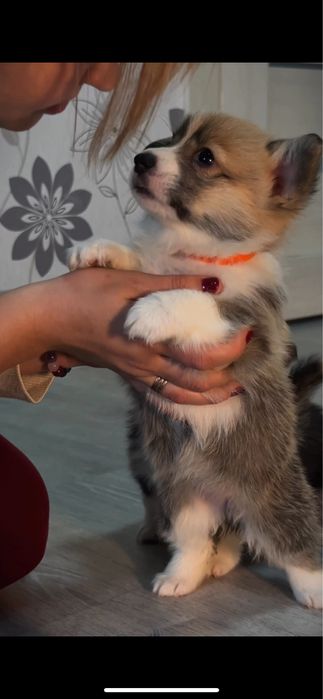 Вельш Корги Пемброк