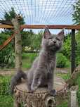 BUFFY... Maine Coon