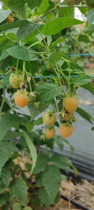 Саженцы малины ремонтантной Жёлтой