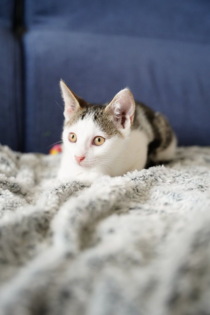 Bobiś do adopcji