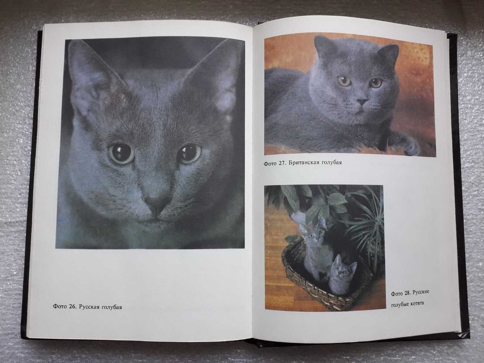 Кошки коты котята А.Пинтера