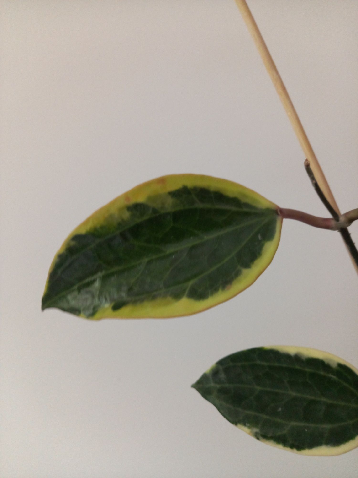 Hoya Macrophylla Albomarginata