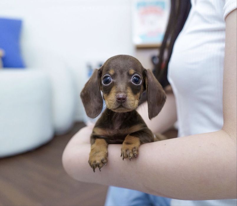 Такса шикарні малюки хлопчики та дівчатка