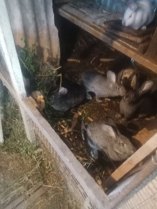 Продам кролі по самих ниських цінах