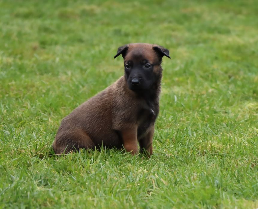 Owczarek Belgijski Malinois ZKwP FCI