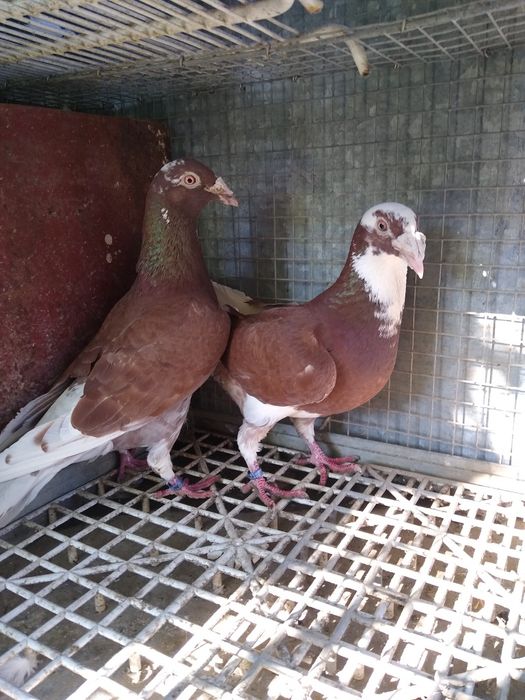 Gołębie staropolskie