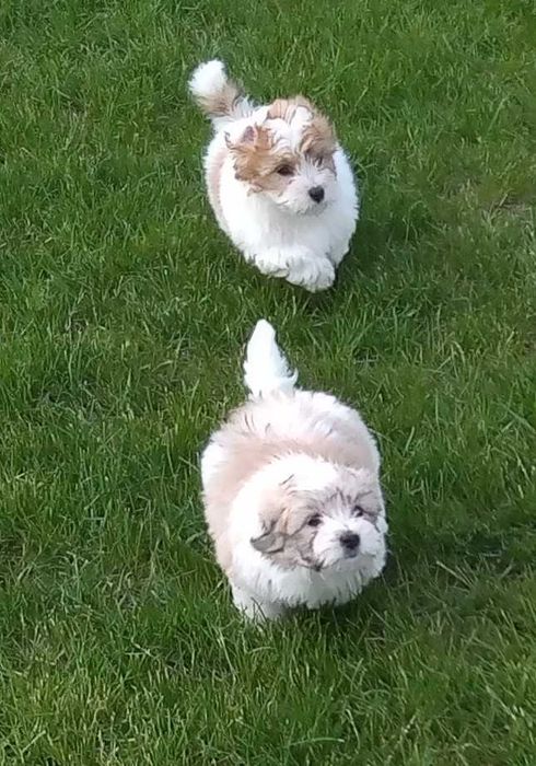 Coton de Tulear szczenię o imieniu Fendi