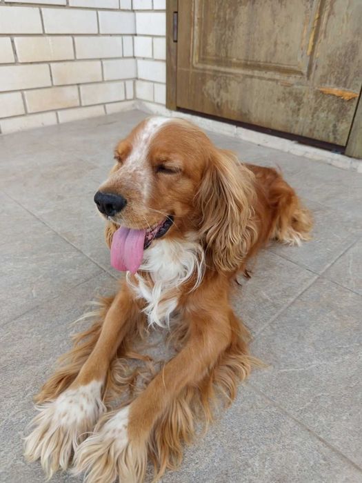 В'язка англійського кокер-спаніеля