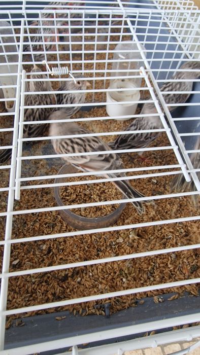 Canarios 2025 disponíveis