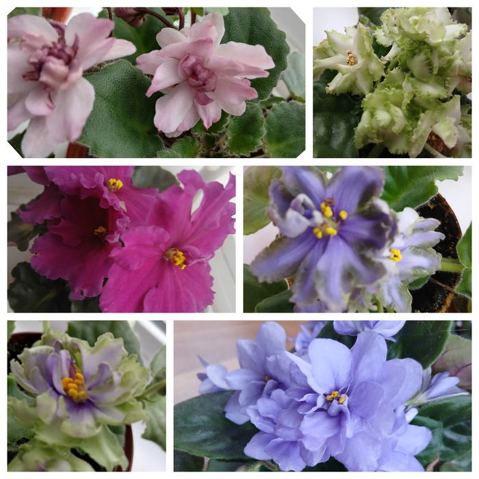 Фіалки   сортові