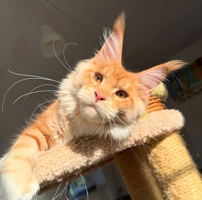 Кошенята на продаж