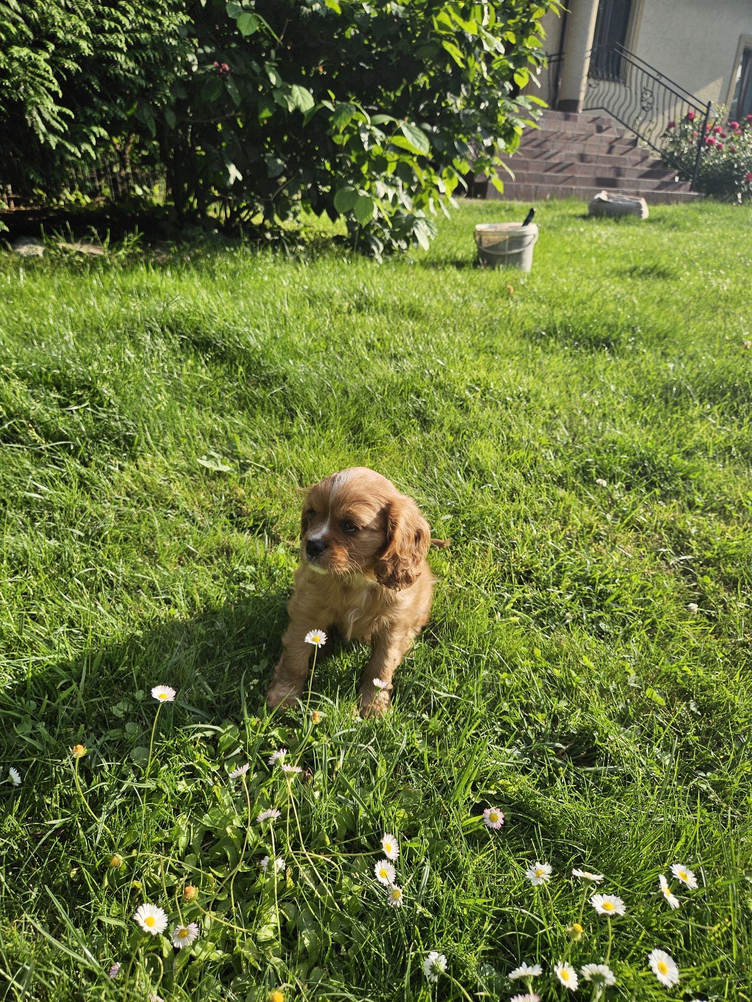 Cavalier King Charles Spaniel
