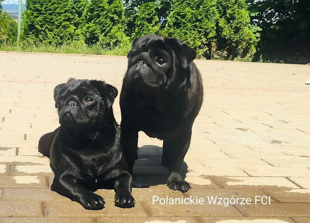 Mops suczka ZKwP (FCI)