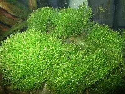 (Mech) Wgłębka wodna (Riccia fluitans) - rośliny akwariowe