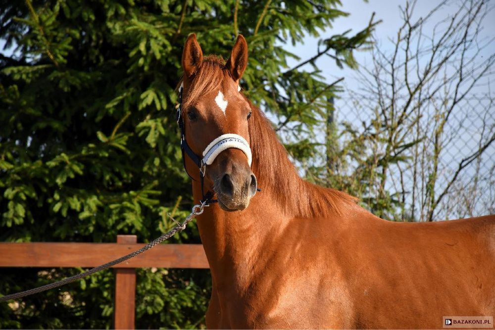 6 letnia klacz trakeńska