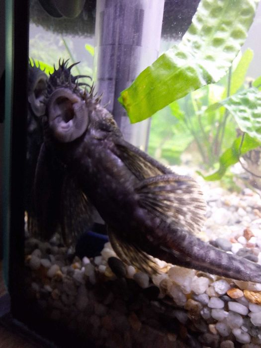 Sprzedam/zamienię Zbrojnika Pospolitego 10-12 cm