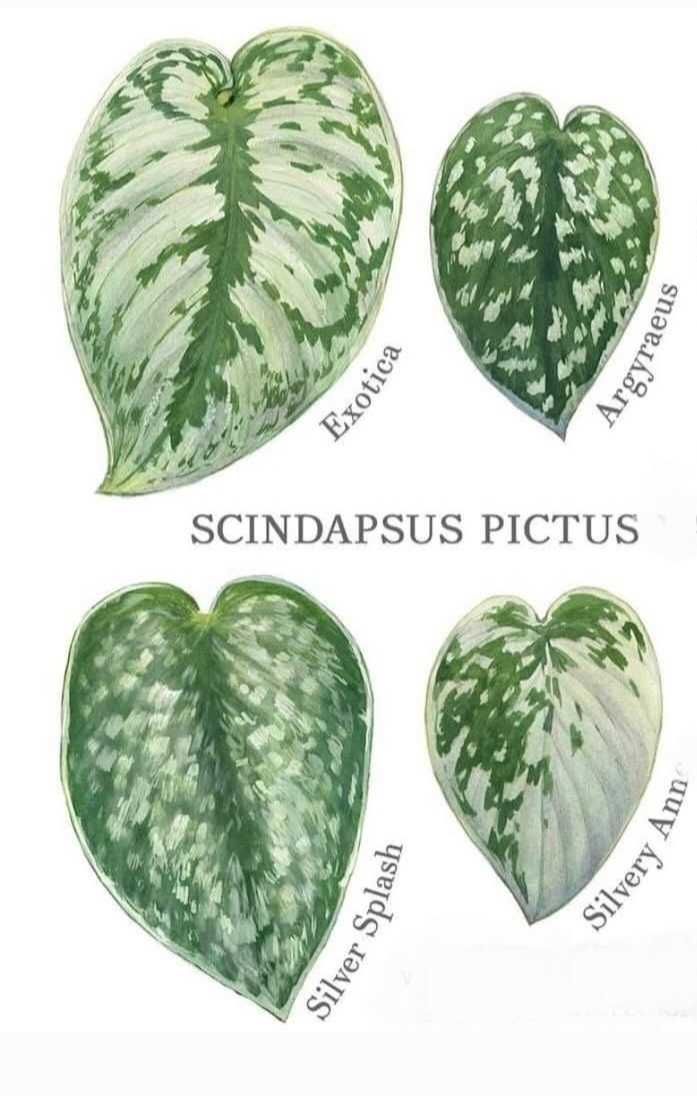 Scindapsus 4 pędówki do ukorzeniania