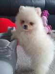 Szpic miniaturowy/ Pomeranian  sunia mis