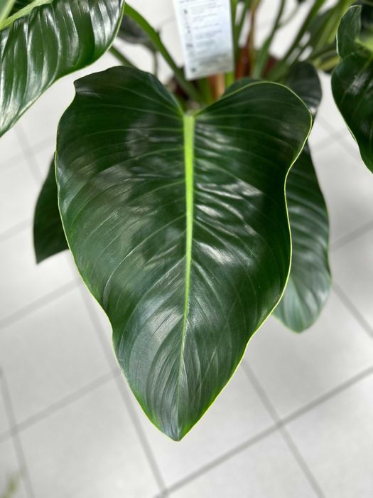 Philodendron Green Beauty, filodendron, duży zielony liść