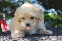 Maltipoo śliczna suczka - już do odbioru