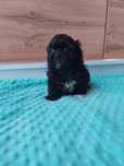 Śliczny czarny piesek Shih Tzu