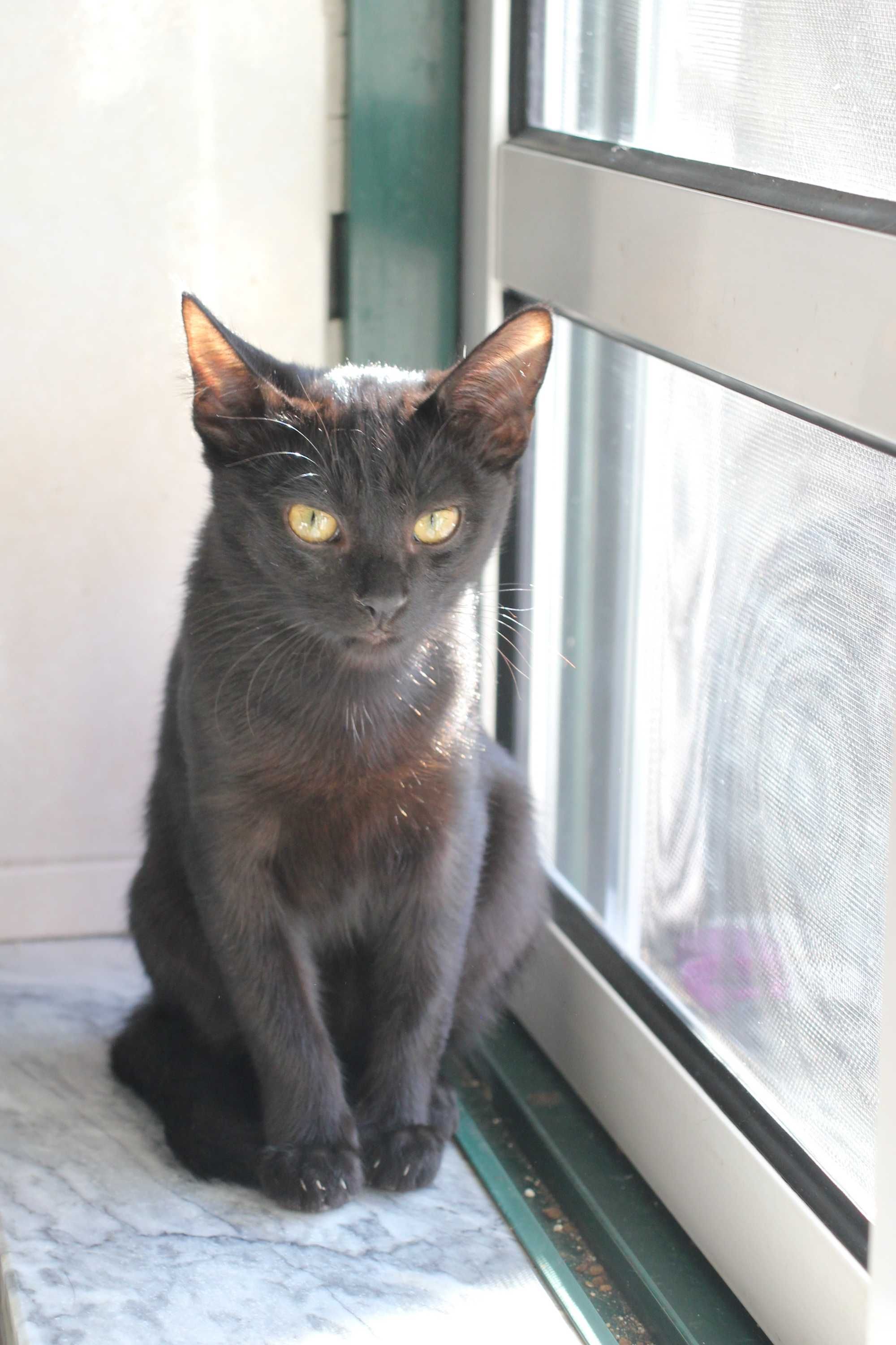 FÊMEA | Gatinha disponível para adoção muito responsável