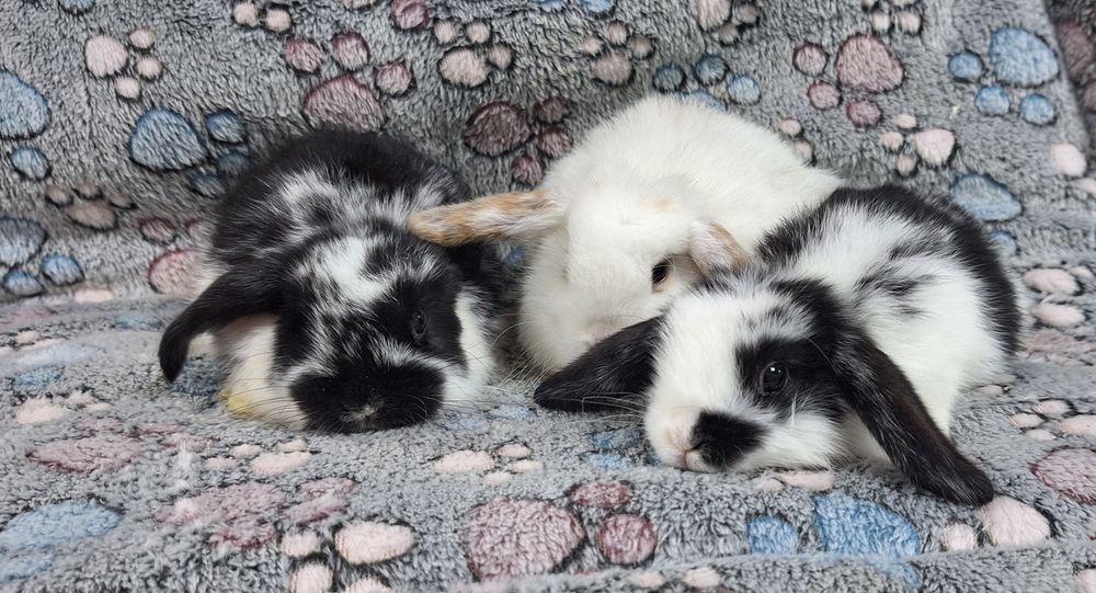 Króliczek Baranek Mini Lop samczyk.