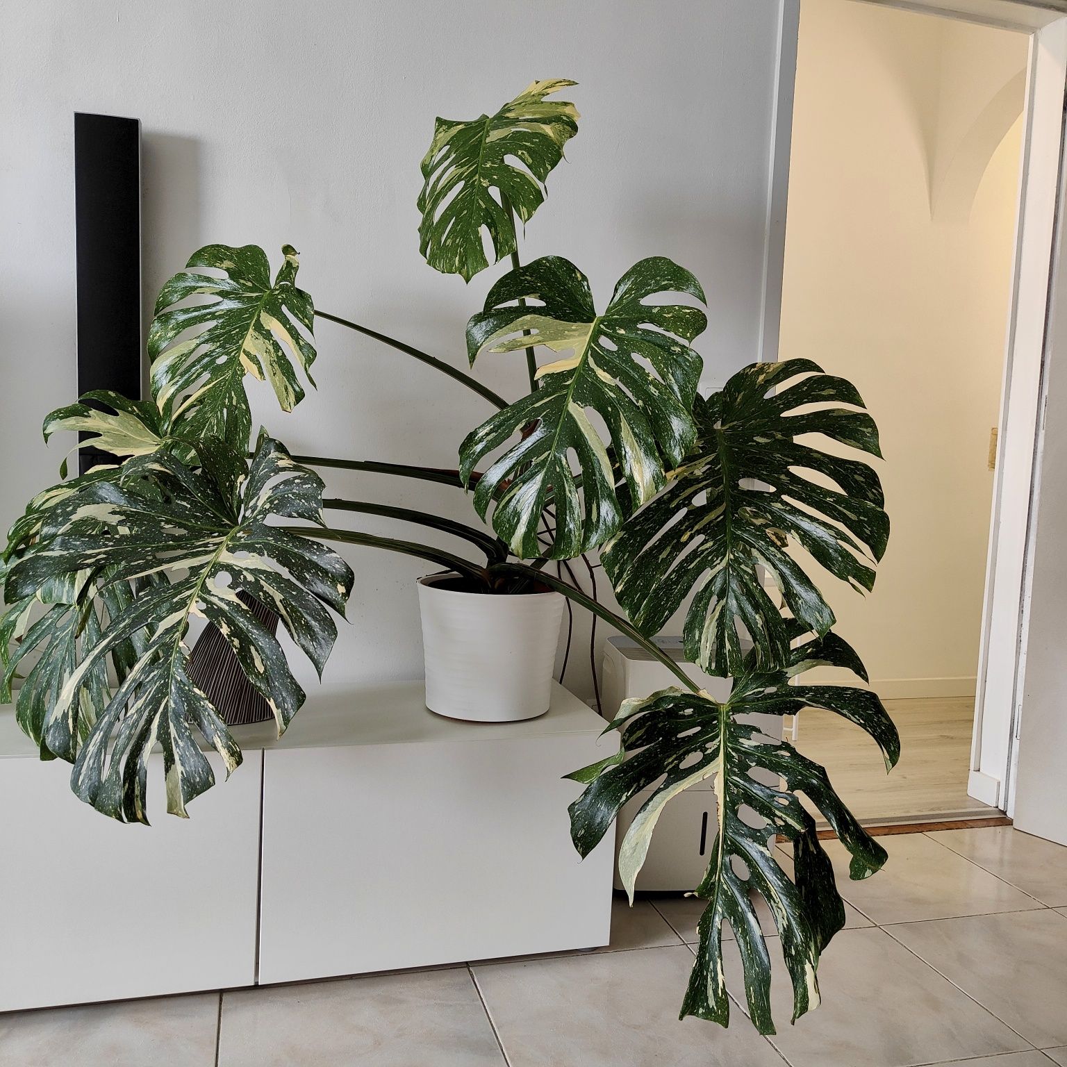 Monstera Thai constellation // planta rara