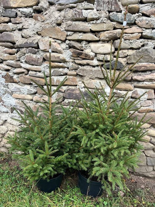 Жива ялинка в горщику