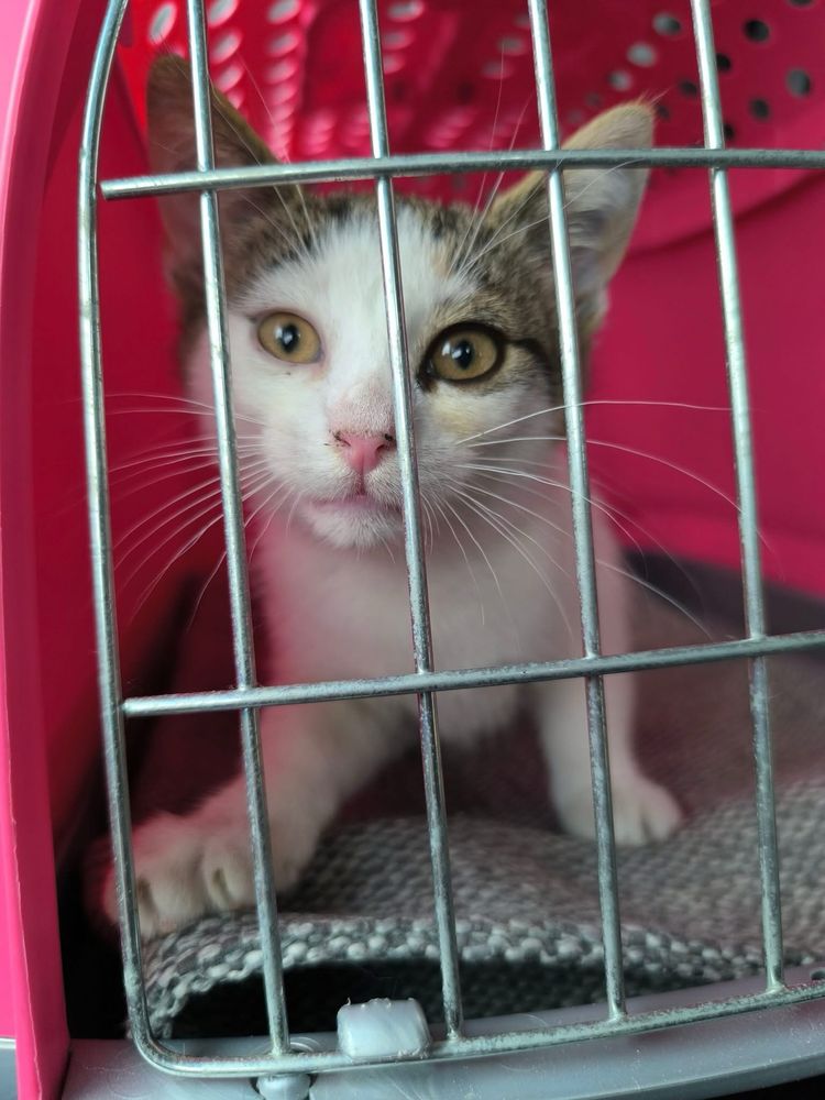 Śliczna kotka do adopcji