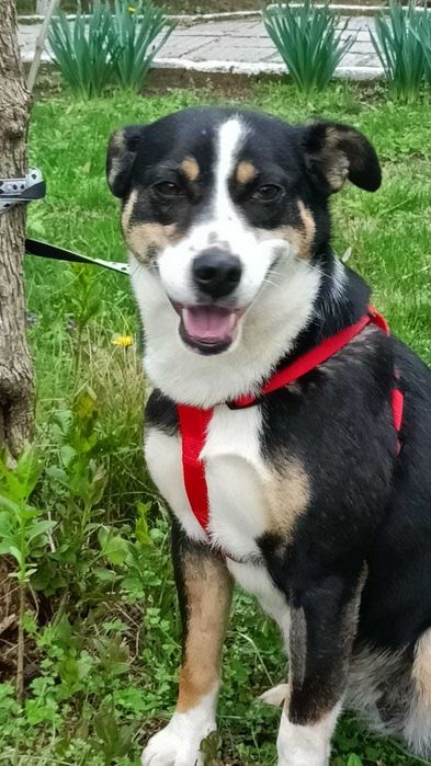 SZONI urocza sunia, akceptuje KOTY uratowana w Bułgarii.