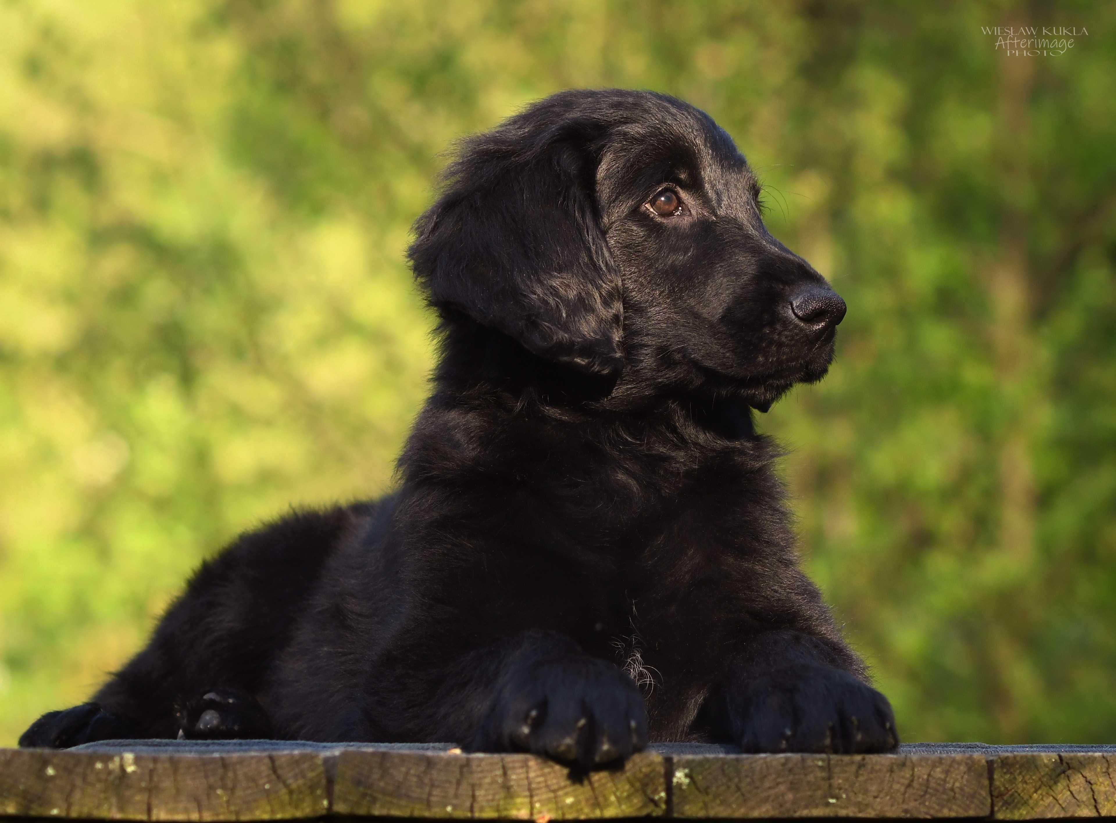 Flat Coated Retriever - czarny piesek po Zwycięzcy Świata
