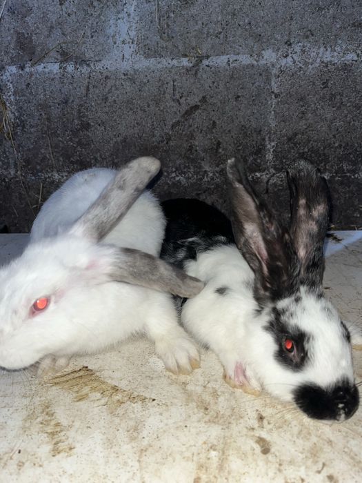 Coelhos Caseiros – 2 Meses | Filhos de Excelentes Reprodutores