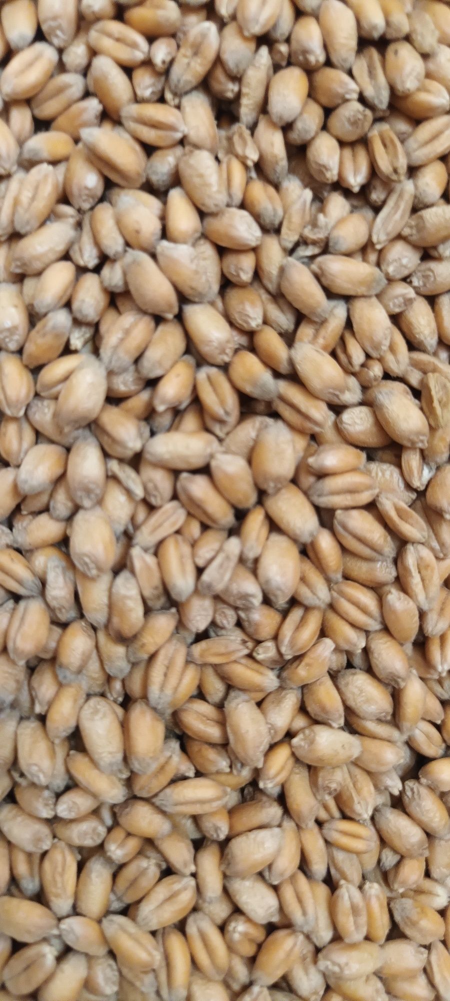 Продам Пшеницью Кукурудзу