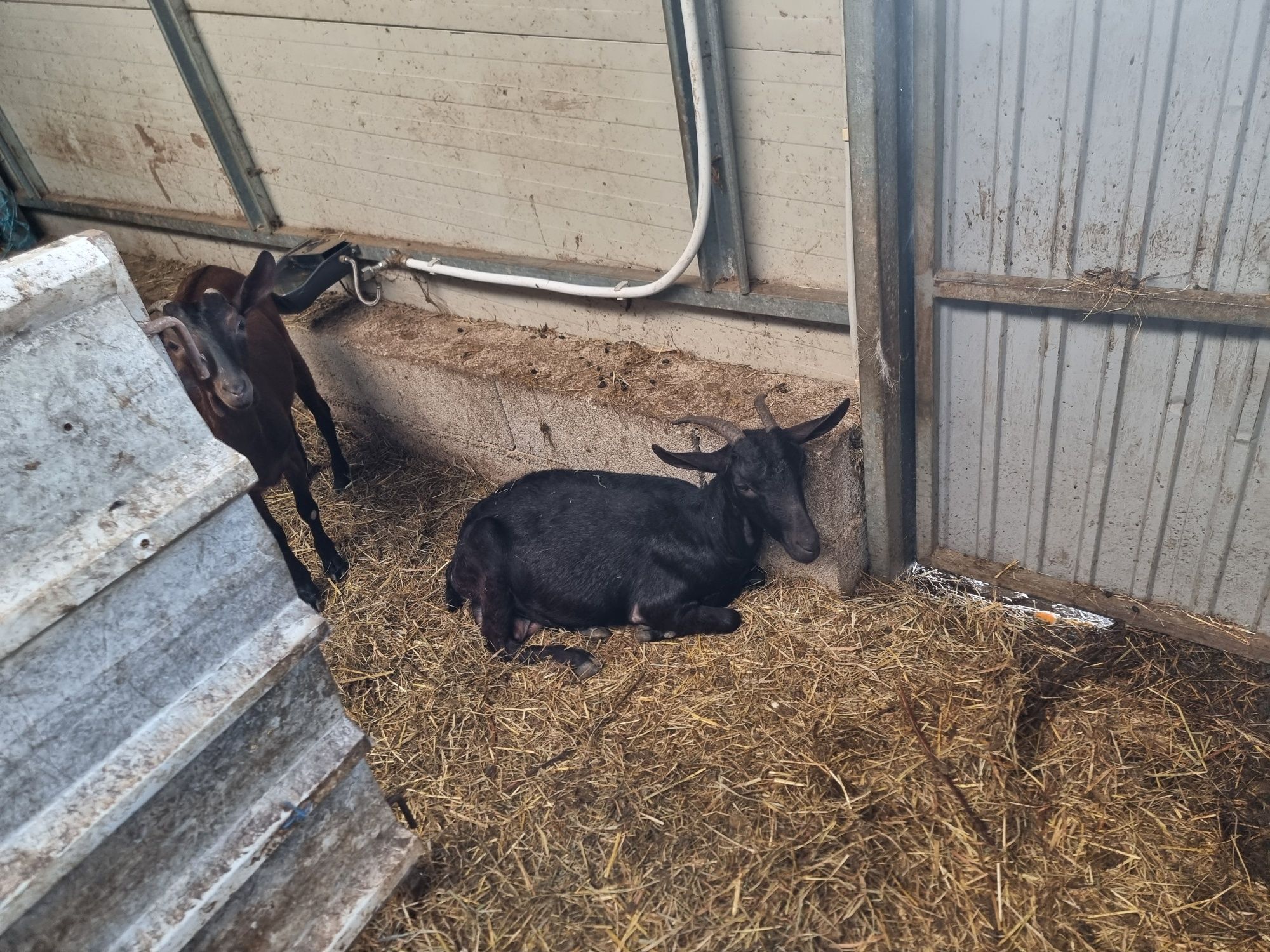 Cabras marciana novas a dar leite.