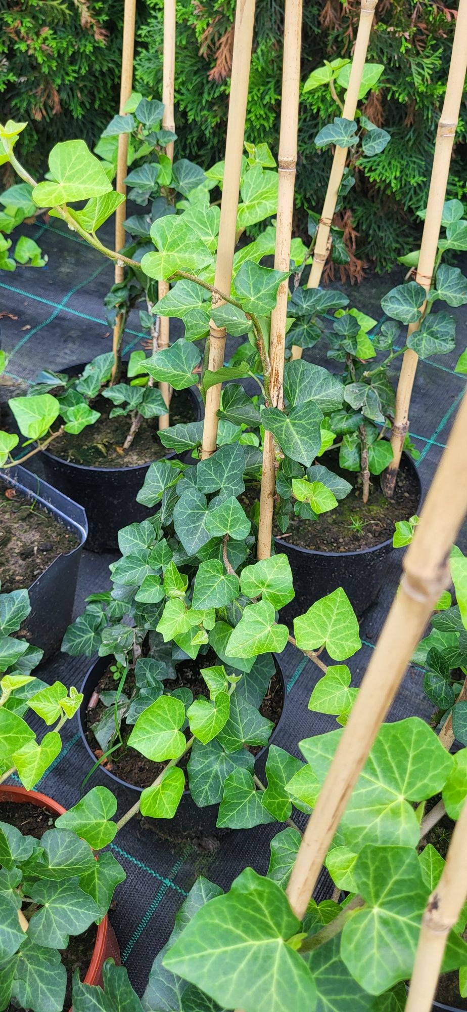 Hosta, funkia,  bluszcz zimozielony  , pysznogłówka sadzonka